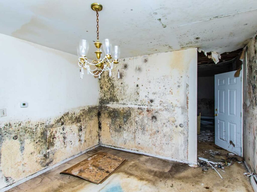 Tackle Mold Growth With Remediation Experts why it grows, the fitness dangers it poses