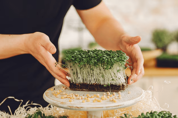 Growing Microgreens